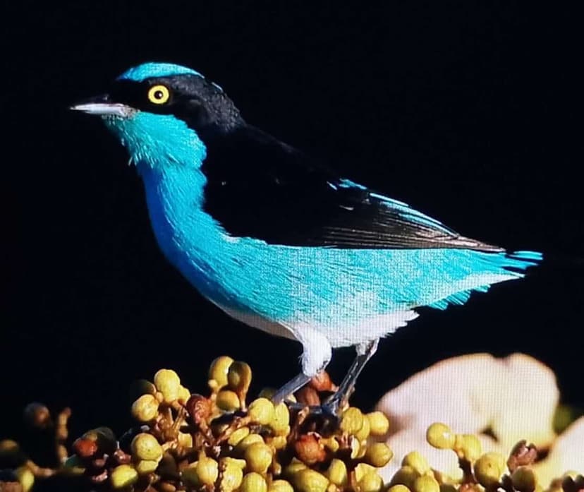 Birdwatching routes with expert guides